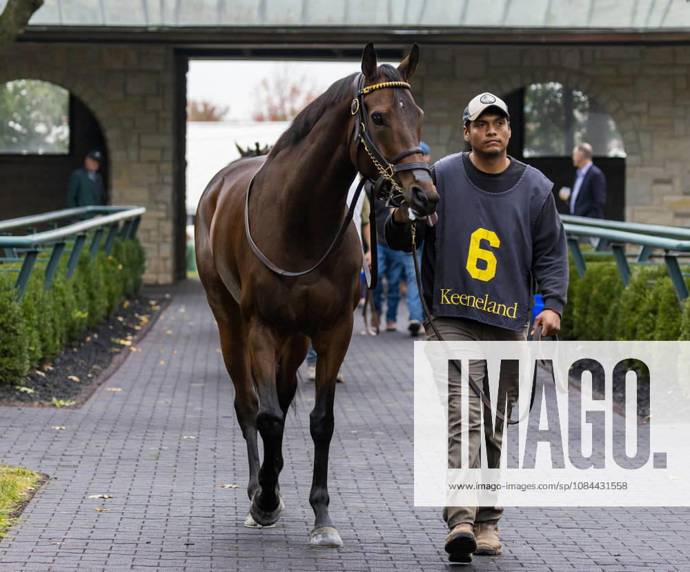 HORSE RACING 2026: Franklin Stakes Day Keeneland OCT 11 October 11, 2026, Lexington, Ky, USA: Kehoe Beach (6) in the paddock before the Franklin Stakes on Franklin Stakes Day on October 11, 2026. Candice Chavez Eclipse Sportswire CSM(Credit Image: Â {Serial Cal Media) Lexington Ky USA