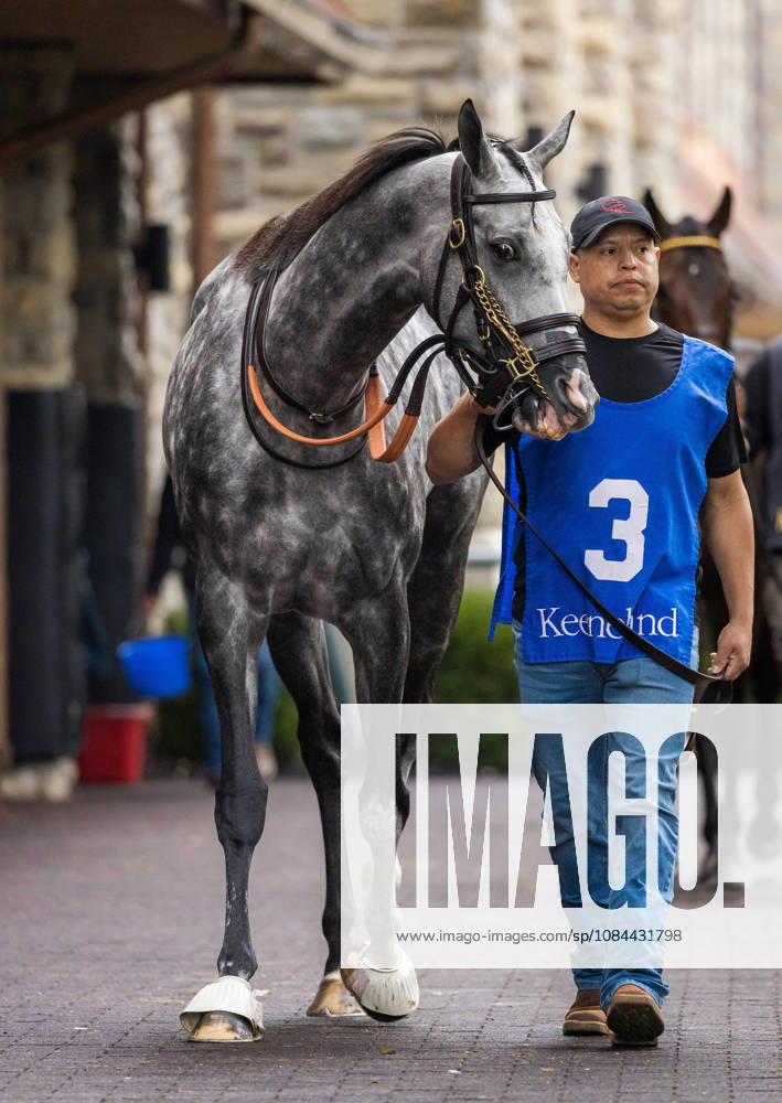 HORSE RACING 2026: Franklin Stakes Day Keeneland OCT 11 October 11, 2026, Lexington, Ky, USA: Time To Dazzle (3) in the paddock before the Franklin Stakes on Franklin Stakes Day on October 11, 2026. Candice Chavez Eclipse Sportswire CSM(Credit Image: Â {Serial Cal Media) Lexington Ky USA