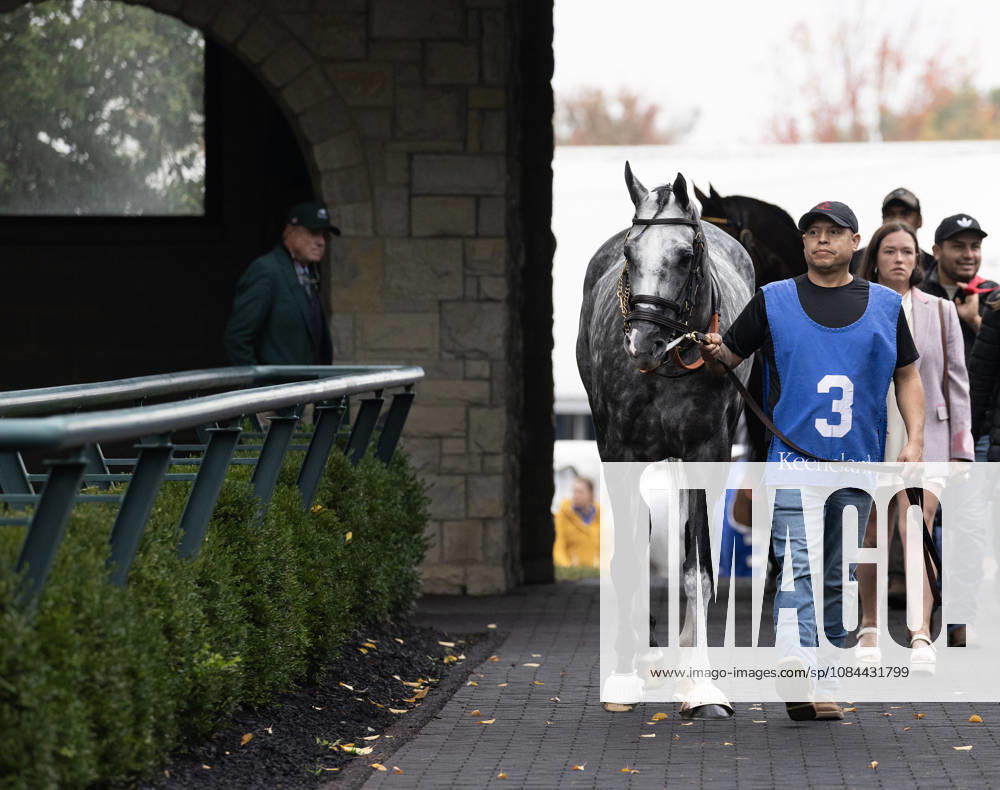 HORSE RACING 2026: Franklin Stakes Day Keeneland OCT 11 October 11, 2026, Lexington, Ky, USA: Time to Dazzle (3) in the paddock before winning the Franklin Stakes on Franklin Stakes Day on October 11, 2026. Candice Chavez Eclipse Sportswire CSM(Credit Image: Â {Serial Cal Media) Lexington Ky USA