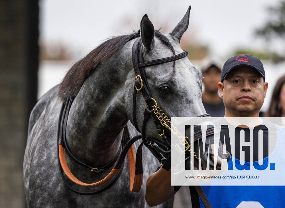 HORSE RACING 2026: Franklin Stakes Day Keeneland OCT 11 October 11, 2026, Lexington, Ky, USA: Time to Dazzle (3) in the paddock before winning the Franklin Stakes on Franklin Stakes Day on October 11, 2026. Candice Chavez Eclipse Sportswire CSM(Credit Image: Â {Serial Cal Media) Lexington Ky USA