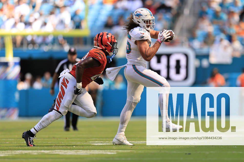 Miami Dolphins tight end Greg Dulcich (85) makes a reception and turns to run with the ball while pursued by Cincinnati Bengals linebacker Barrett Carter (49) during an NFL, American Football Herren, USA game on Sunday, October 11, 2026 at the Hard Rock Stadium. The Bengals beat the Dolphins 31-24. Miami Gardens United States - ZUMAh180 20261011_zsp_h180_097