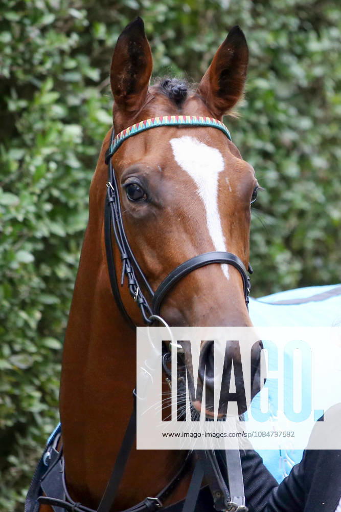 Iffezheim, Baden-Württemberg, GER Portrait of Dacant at the Baden-Baden Racetrack, Iffezheim Horse, Dacant, Portrait 261018B928IFFEZHEIM JPG