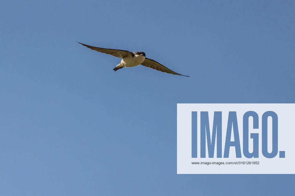 House martin (Delichon urbicum) in flight, Monmouthshire, Wales UK, June. 1575326 PhilxSavoie