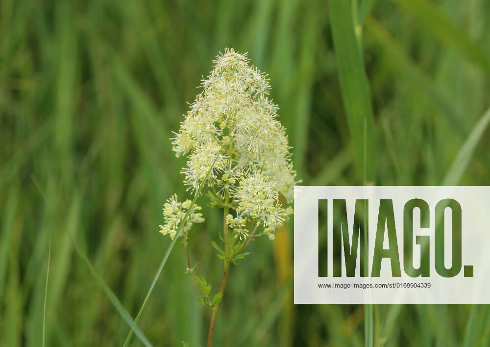 Close up of common meadow-rue blooming in the field , 28003560.jpg, thalictrum, flavum, blooming, meadow-rue, natural, rue, blossom, green, nature, flower, summer, botany, garden, plant, ranunculaceae, meadow, bloom, flora, forest, white, herbal, background, medicinal, yellow, stamens, beautiful, thalictrum glaucum, decorative, leaves, apetalous, flowering plant, taxonomically, long stamens, buttercup, herbaceous perennial, closeup, no petals, glaucous blue-green, angiosperms, thalictrum lucidum, park, thalictrum flavum, ornamental, species, pollination, field, wildlife, leaf, insect, nectar,