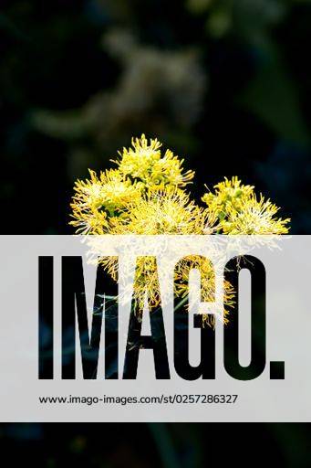 A closeup shot of the Thalictrum flavum yellow plant *** einer closeupe erschossen des der Thalictrum flavum Gelb Pflanze 7148648