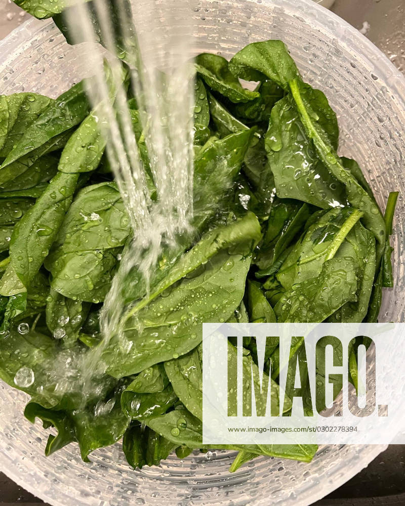 Spinach from the farmer s market being washed in the kitchen sink New York, New York, United States R_NHDH230726-1220463-01