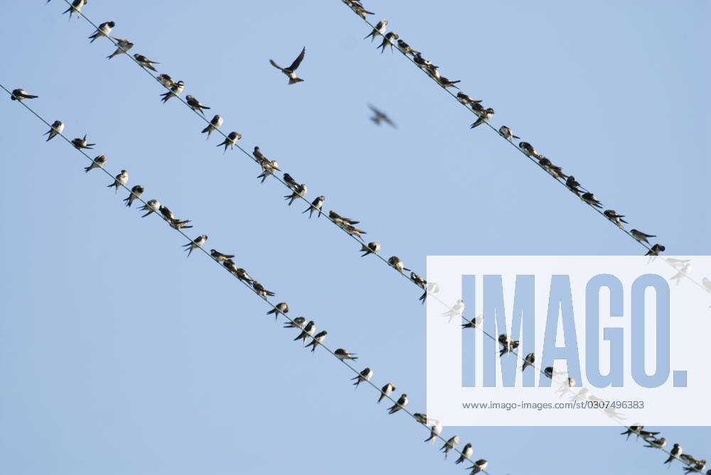 House Martins (Delichon urbicum) gatheri.......... House Martins (Delichon urbicum) gathering on power line during migration, Bulgaria, September, Credit:LEANDER KHIL Avalon