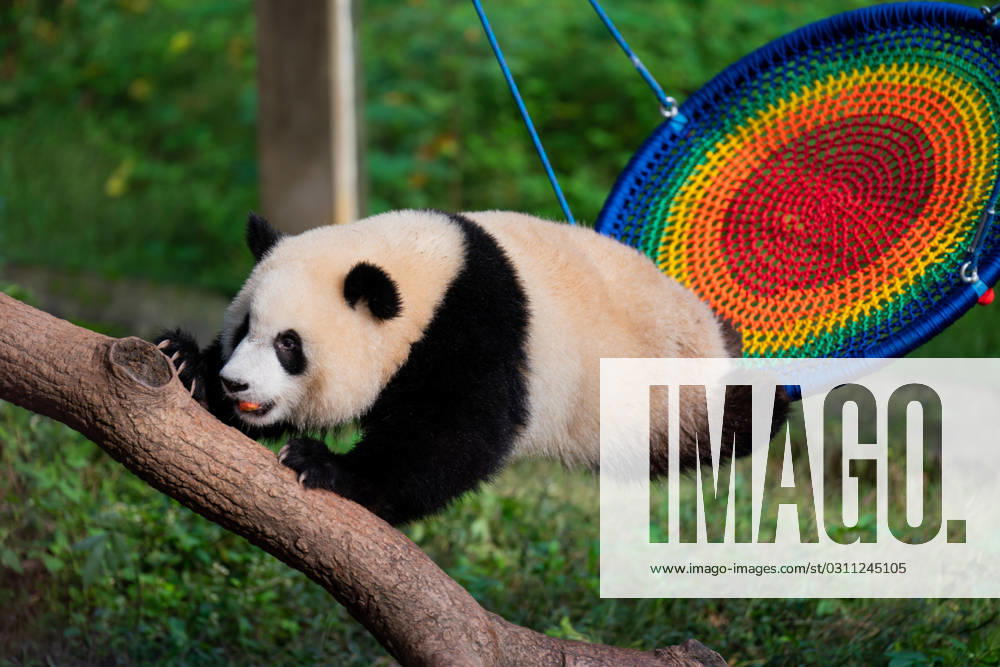 A giant panda plays at Chongqing Zoo on October 29, 2023 in Chongqing, China.