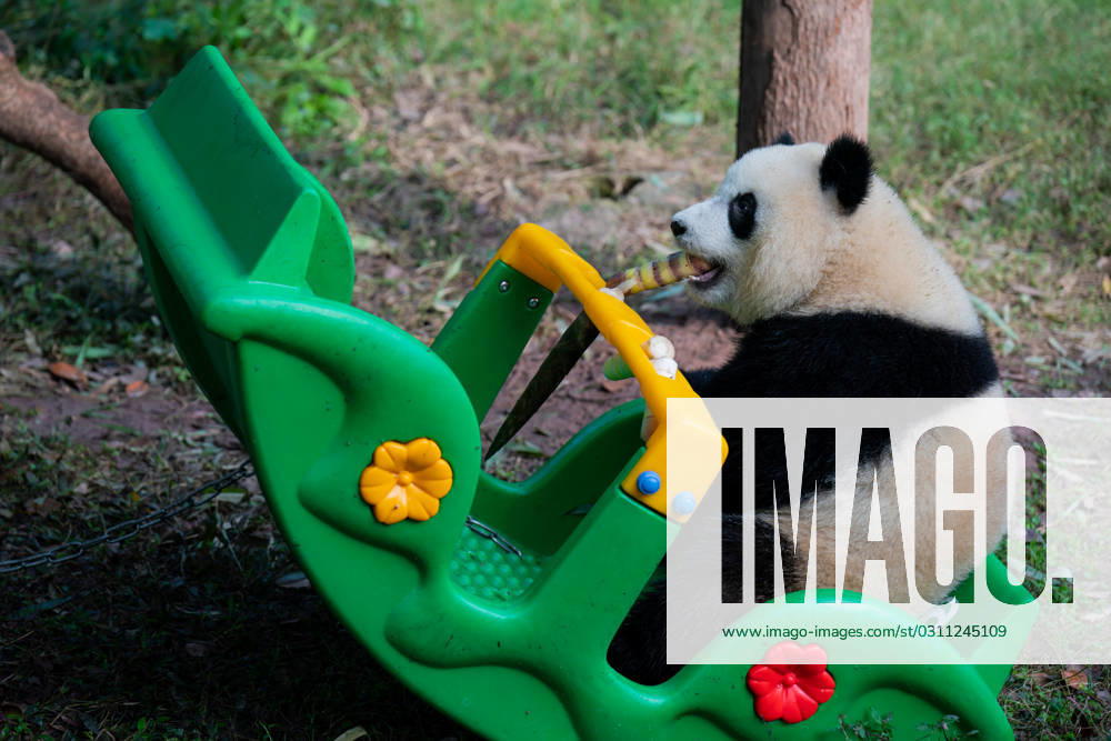 A giant panda plays at Chongqing Zoo on October 29, 2023 in Chongqing, China.