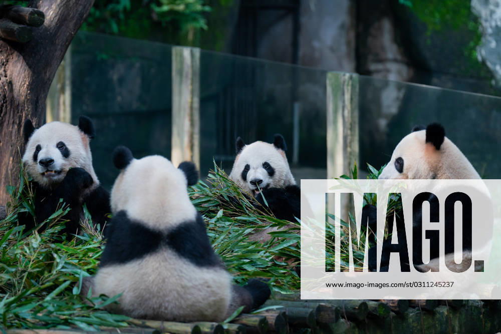 Giant pandas eat bamboo at Chongqing Zoo on October 29, 2023 in Chongqing, China.