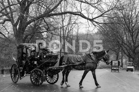 Horse-drawn carriage, taking tourists through Central Park, during a snowfall Central Park John Lennon Memorial New York New York City USA colours manhattan us coach post united york lamp panoramic inside vehicle walking wedding earth panorama handicap photo outside america transport wheel horse scene drive storm driver ride state harness mammal people cart drawn amish eastern
