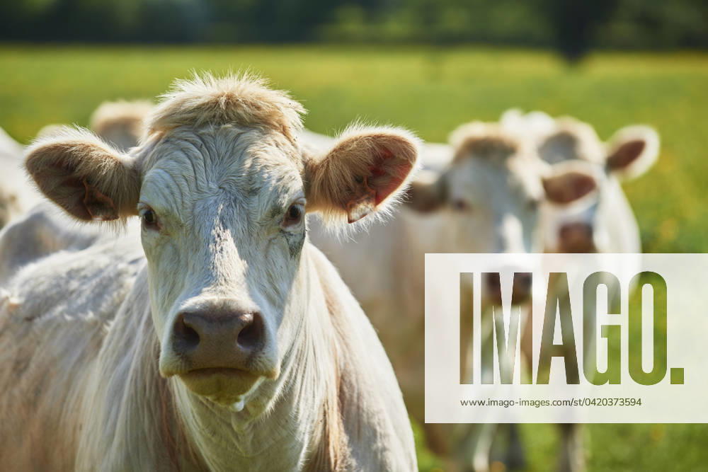 Charolais rinder charolais cattle