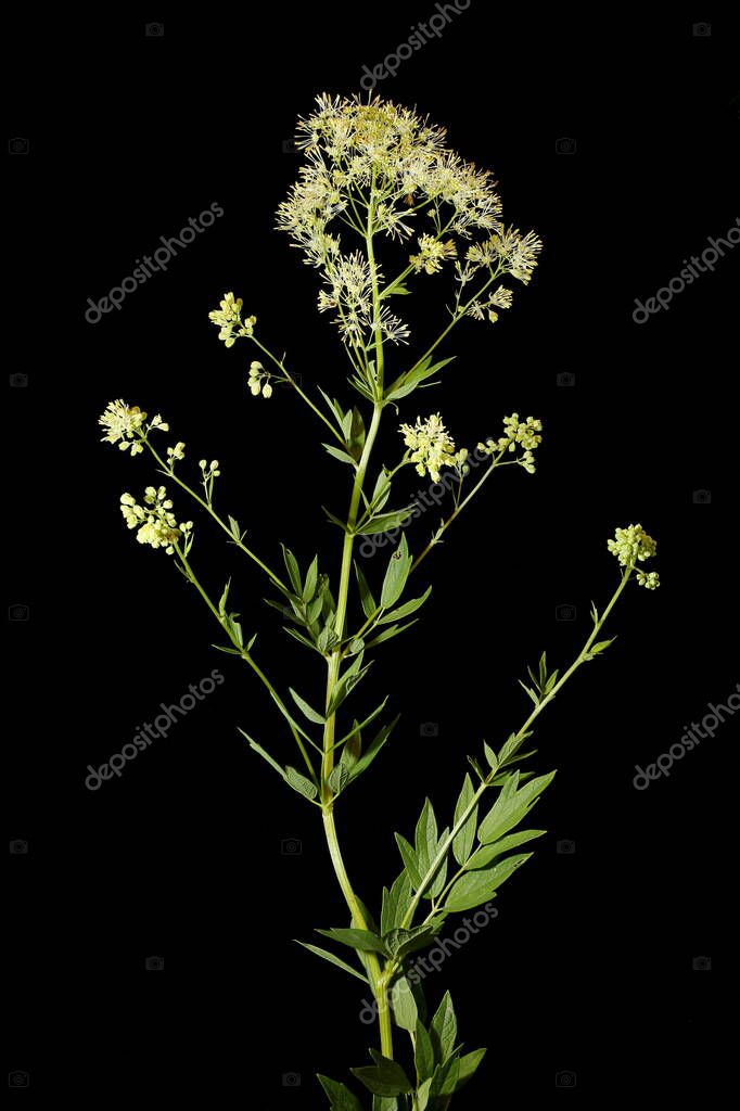 Common Meadow-Rue (Thalictrum flavum). Habit
