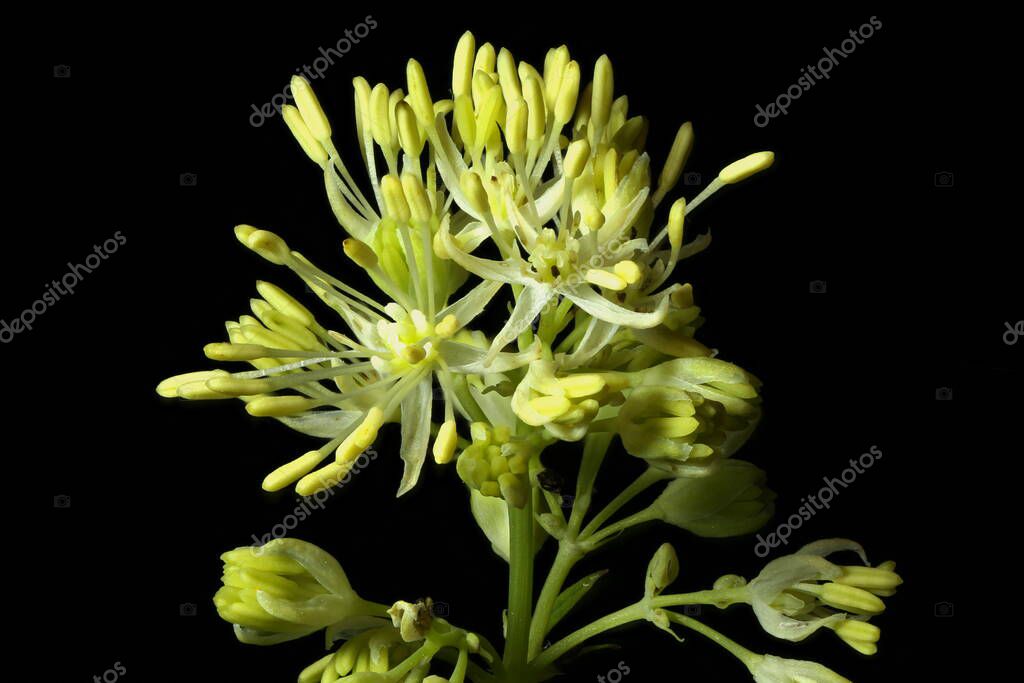 Common Meadow-Rue (Thalictrum flavum). Inflorescence Detail Closeup