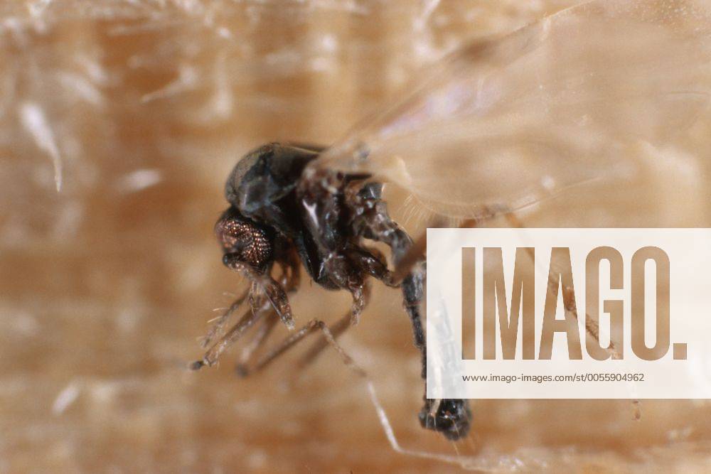 Gnitzen, Bartmuecken (Ceratopogonidae), sitzend biting midges, punkies, no-see-ums (Ceratopogonidae), sitting BLW048340