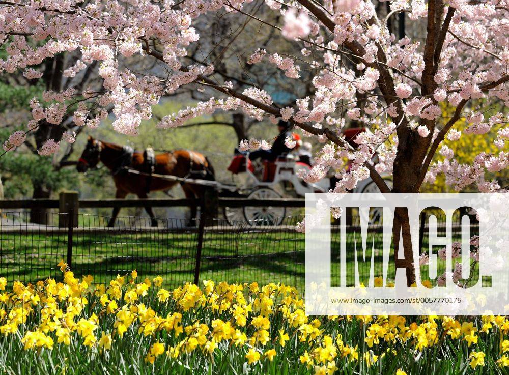 (120330) -- NEW YORK, March 30, 2012 (Xinhua) -- A tour coach runs past a cherry tree in Central Park in New York, the United States, March 27, 2012. Varieties of spring flowers flourish as the northern hemisphere have entered its springtime since March. (Xinhua Shen Hong) NORTHERN HEMISPHERE-SPRING FLOWERS