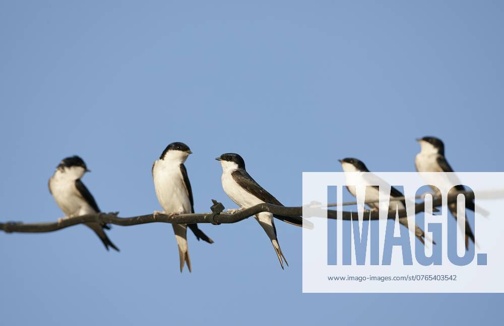 Common House Martin, Delichon urbicum Several Common House Martins (Delichon urbicum) perched on electricity wire in Spain. Spain