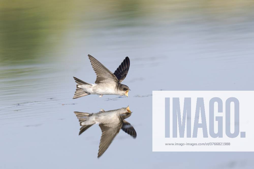 Common House Martin;Delichon urbicum Drinking and foraging juvenile Common House Martin (Delichon urbicum) on a very hot weather summer day, skimming water surface by flying fast and very low with its bill wide open. Surface of the water is very smooth and calm and creating a reflection and mirror image of the bird Landgraaf Eygelshoven Limburg Netherlands;Nederland
