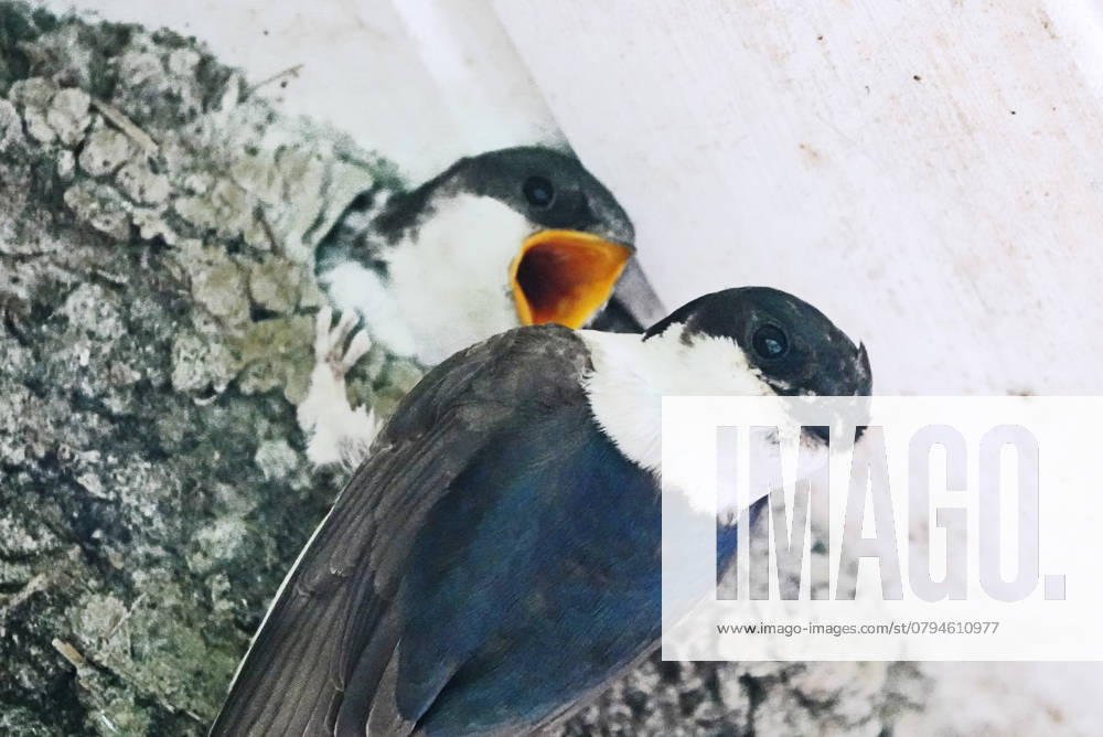 Common house martin (Delichon urbicum) bringing food to its youngsters. It hangs on its nest and looks at the photographer. The young has its beak wide open. The nests are constructed by both sexes with mud pellets collected in their beaks , 47685950.jpg, Animal, Bird, germany, stone, white, blue, roof, nature, beautiful, natural, wild, wildlife, beak, feather, feathers, house, nest, closeup, beauty, background, summer, outdoors, looking, young, ornithology, birdwatching, passerine, common, surface, hungry, rough, adult, mature, chick, wild animal, open, swallow, hirundo, habitat, mud, parent, hirundinidae, hatchling, squeaker, nestling, martin, delichon, urbicum, clay, two RECORD DATE NOT STATED