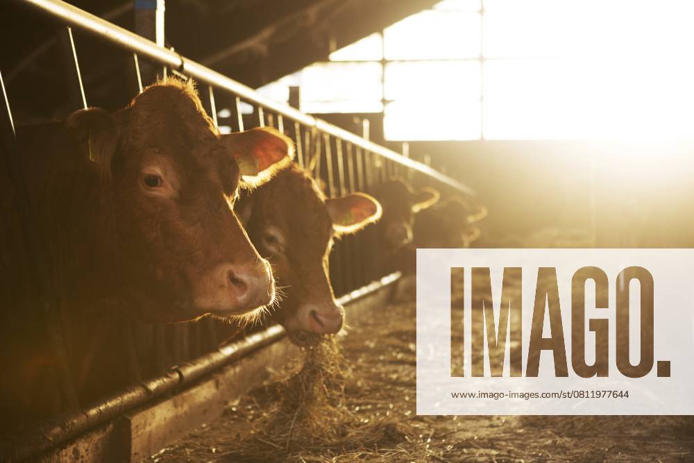 Kühe in einem Stall in Schleswig Holstein, 2020 Cows in a barn in Schleswig Holstein, 2020
