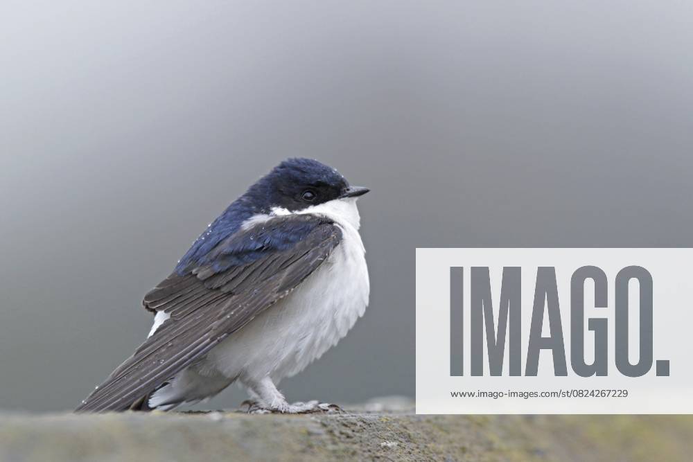 Mehlschwalbe (Delichon urbicum) House martin (Delichon urbicum)