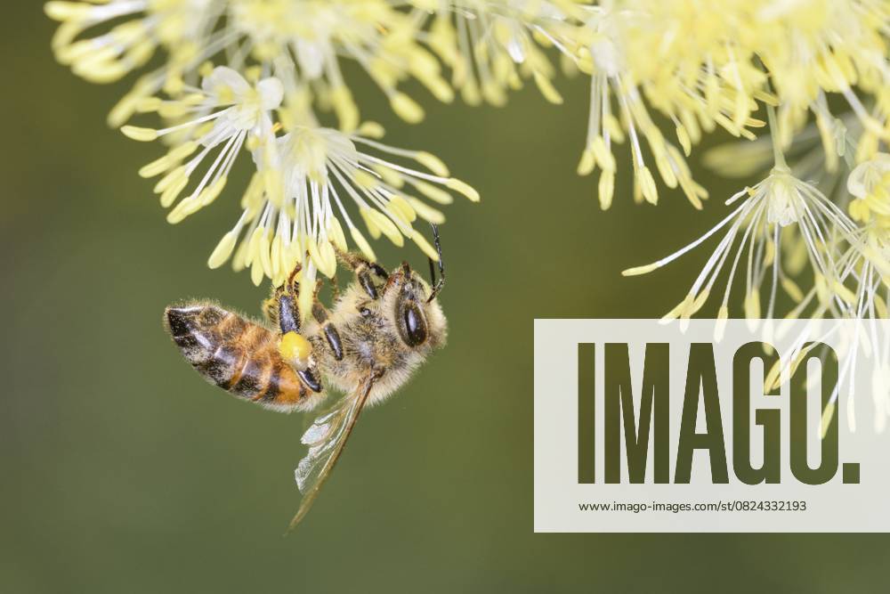 Biene - Apis mellifera - bestäubt gelbe Wiesenraute - Thalictrum flavum (Apis mellifera) Bee - Apis mellifera - pollinating Thalictrum flavum - Thalictrum flavum (Apis mellifera)