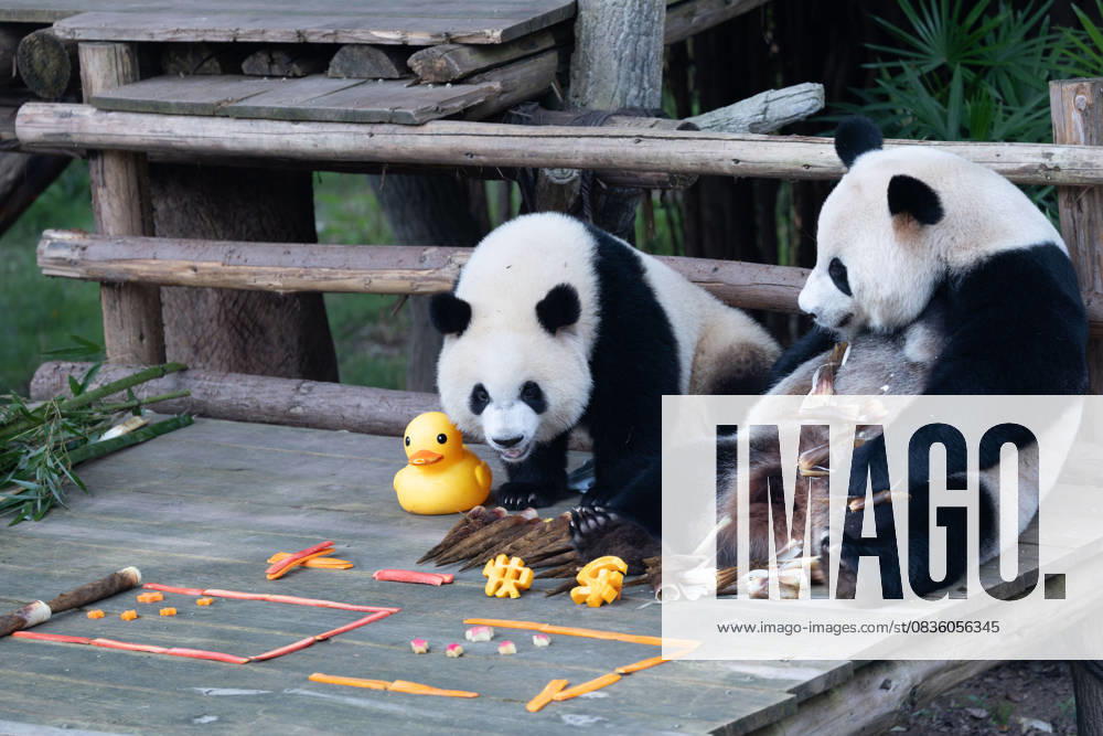 Giant pandas Hao Qi and Qi Ying enjoy the special treats to celebrate the National Day at Chongqing Zoo on October 1, 2025 in Chongqing, China.