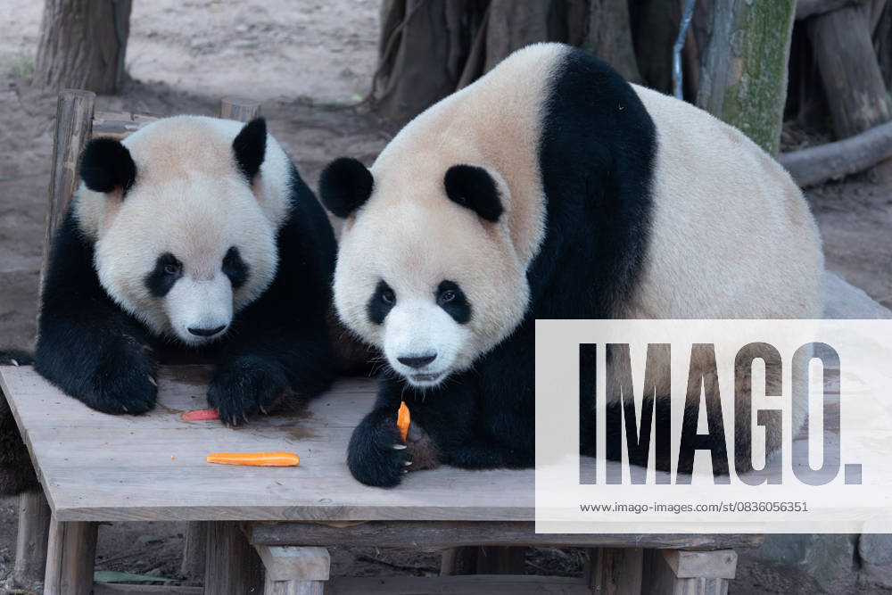 Giant pandas Xingxing and Chenchen enjoy the special treats to celebrate the National Day at Chongqing Zoo on October 1, 2025 in Chongqing, China.