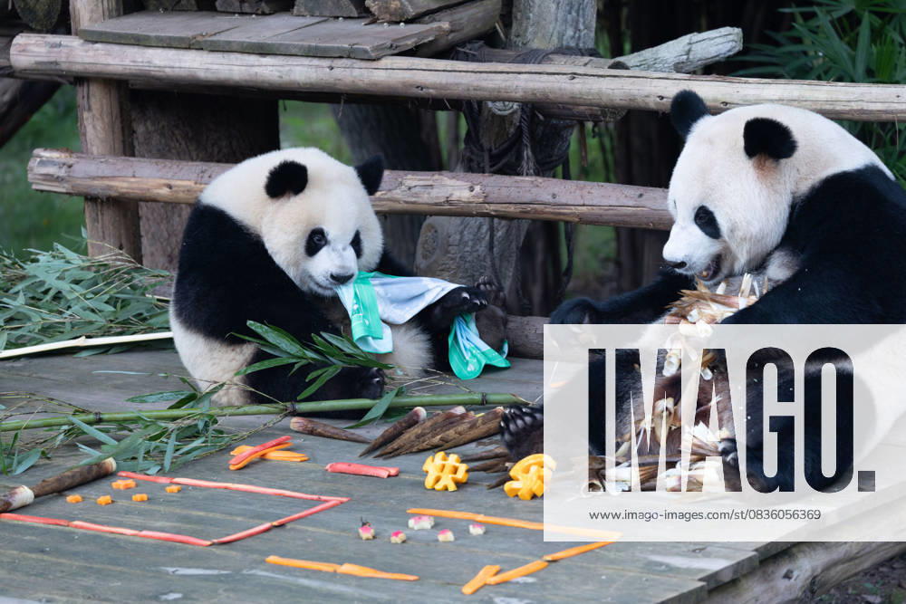 Giant pandas Hao Qi and Qi Ying enjoy the special treats to celebrate the National Day at Chongqing Zoo on October 1, 2025 in Chongqing, China.