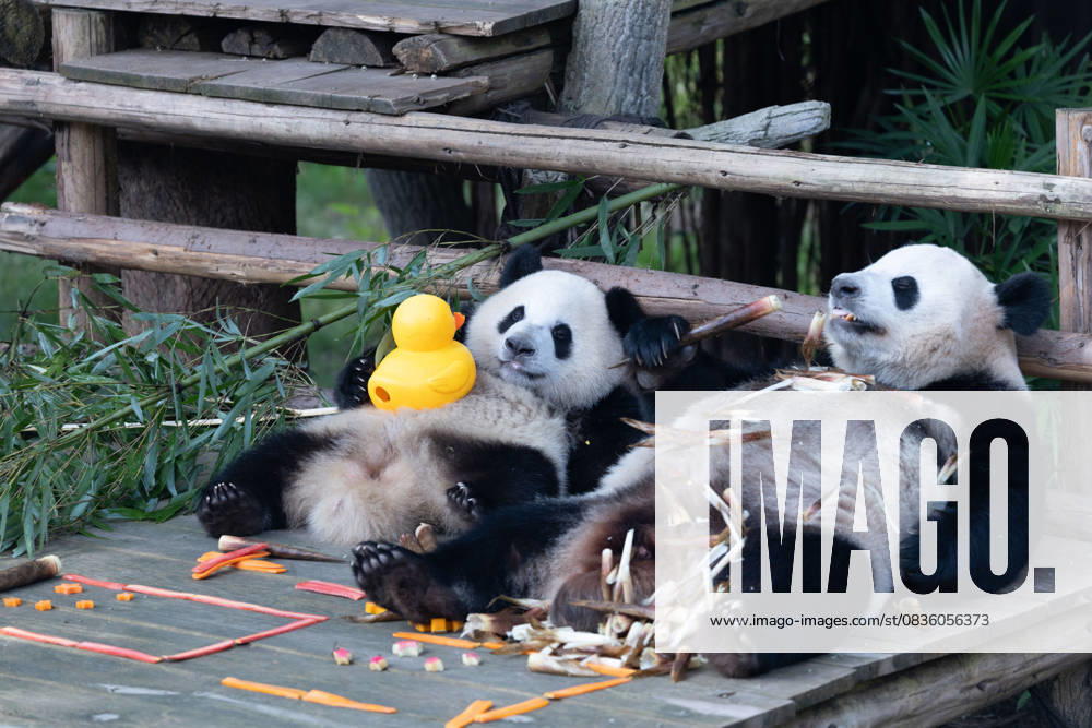 Giant pandas Hao Qi and Qi Ying enjoy the special treats to celebrate the National Day at Chongqing Zoo on October 1, 2025 in Chongqing, China.