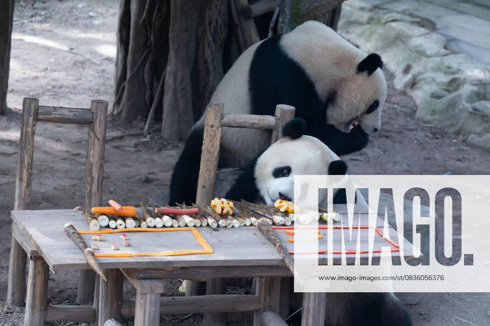 Giant pandas Xingxing and Chenchen enjoy the special treats to celebrate the National Day at Chongqing Zoo on October 1, 2025 in Chongqing, China.