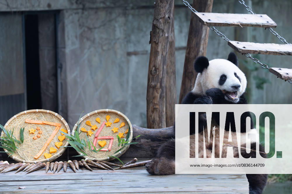 Giant panda Mang Cancan enjoys the special treats to celebrate the National Day at Chongqing Zoo on October 2, 2025 in Chongqing, China.