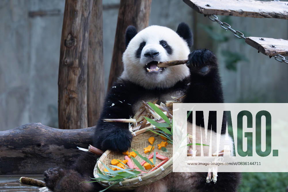 Giant panda Mang Cancan enjoys the special treats to celebrate the National Day at Chongqing Zoo on October 2, 2025 in Chongqing, China.