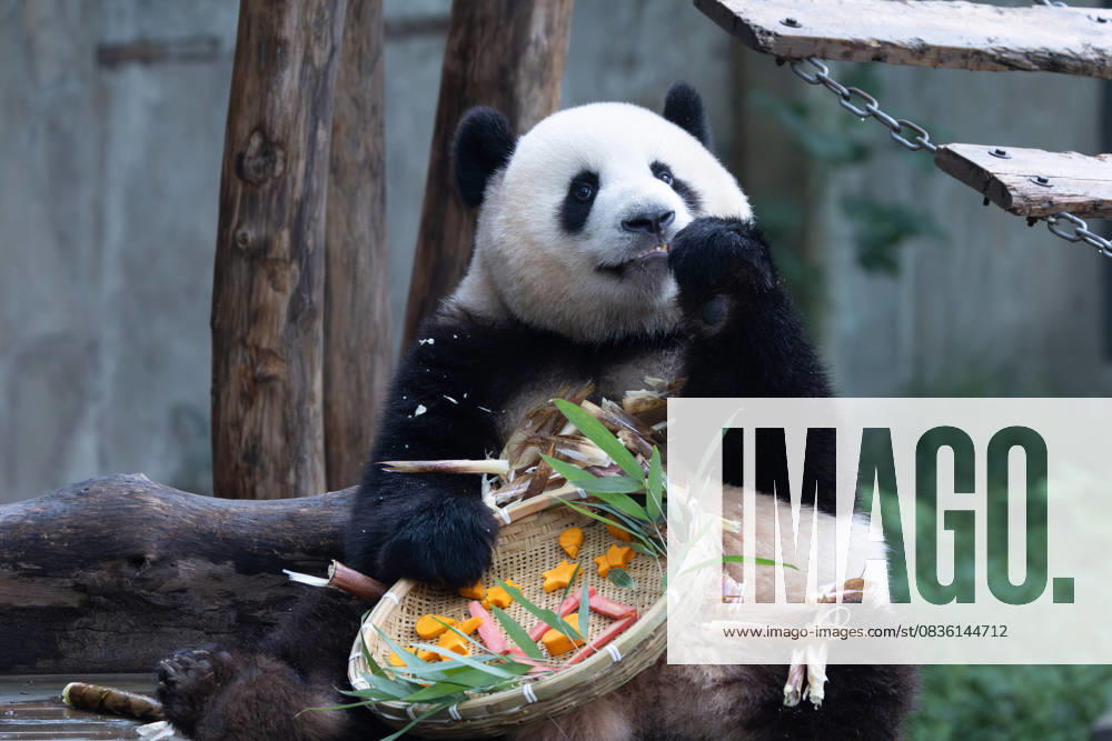 Giant panda Mang Cancan enjoys the special treats to celebrate the National Day at Chongqing Zoo on October 2, 2025 in Chongqing, China.