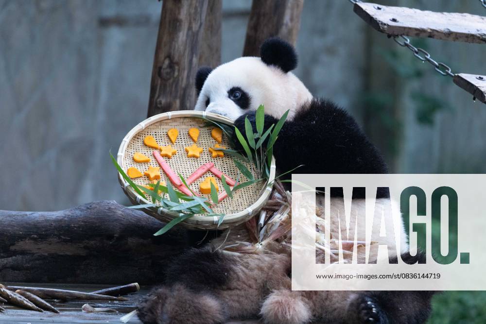 Giant panda Mang Cancan enjoys the special treats to celebrate the National Day at Chongqing Zoo on October 2, 2025 in Chongqing, China.