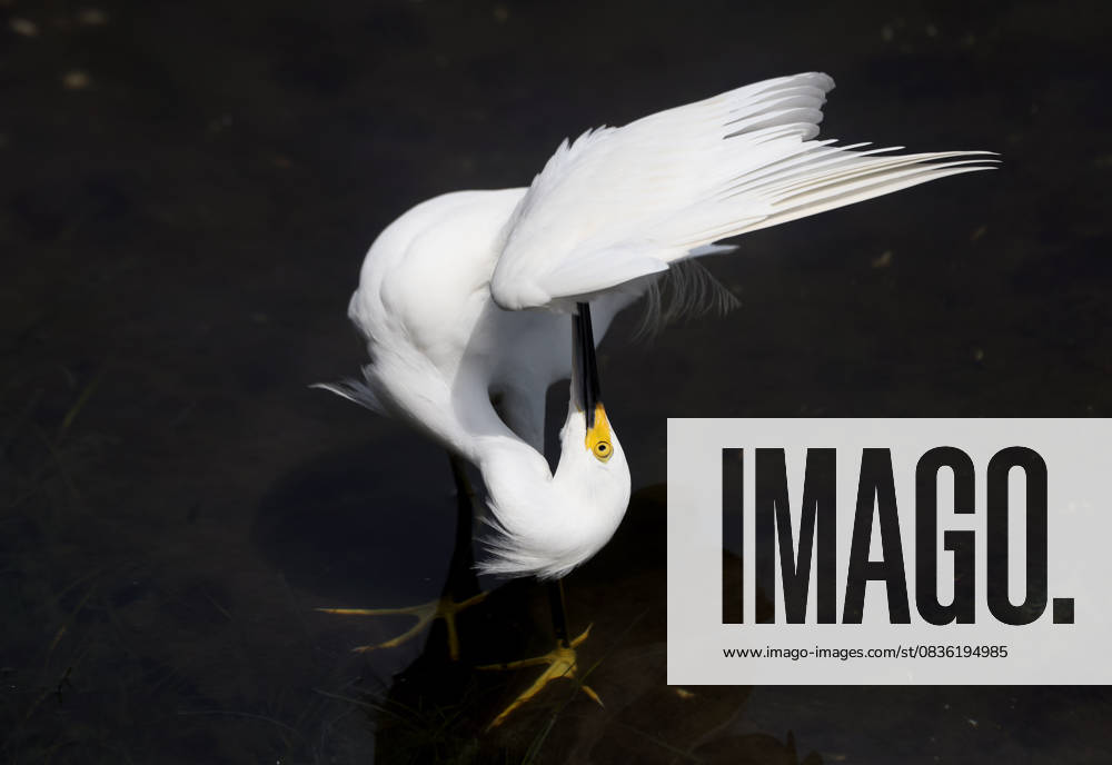 A Snowy Egret preens its feathers in the shallows of Rodrigo de Freitas Lagoon. The iconic urban lagoon, surrounded by Rio s South Zone neighborhoods, serves as a vital habitat for local and migratory bird species. The egret, known for its striking white plumage and yellow facial skin, highlights the rich biodiversity that thrives within the city s wetlands. Rio De Janeiro Brazil - ZUMAk251 20251003_znp_k251_002