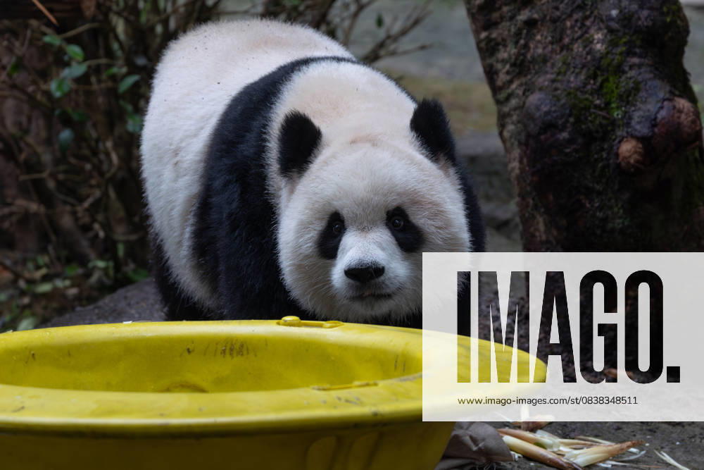 Giant panda Yu Ai plays at Chongqing Zoo on October 26, 2025 in Chongqing, China.