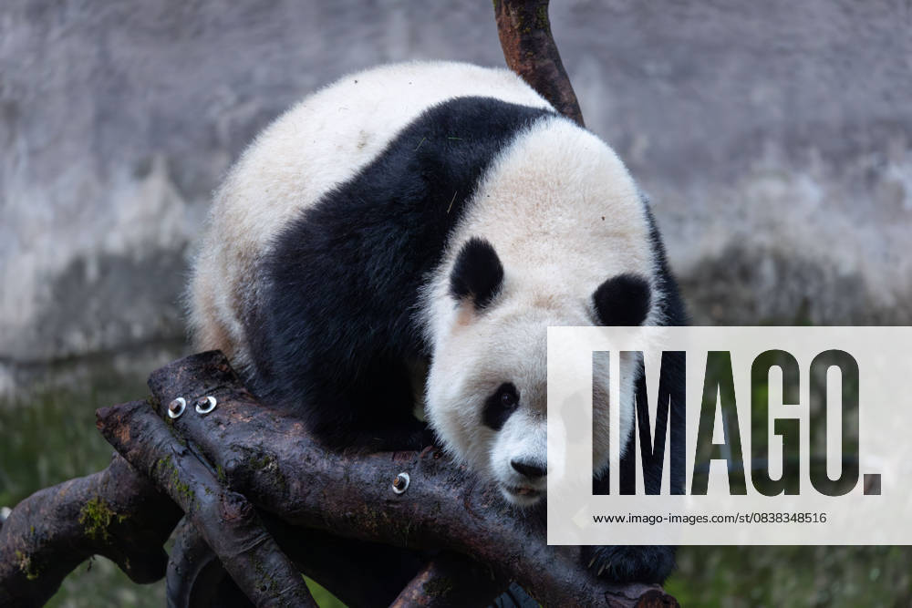 Giant panda Yu Ai plays at Chongqing Zoo on October 26, 2025 in Chongqing, China.