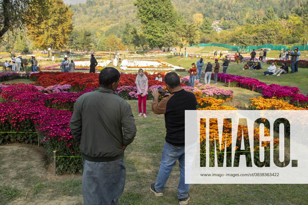 People take pictures inside the newly opened Chrysanthemum Garden in Srinagar. Surrounded by a vibrant display of hundreds of blooming varieties, the garden has begun captivating visitors and nature lovers amid the autumn season. The government-backed initiative aims to boost tourism in the Himalayan region, badly hit after the deadly Pahalgam attack that killed 26 Indian Hindu tourists. The colorful garden adds fresh charm to the citys scenic landscape and underscores efforts to promote eco-tourism in Jammu and Kashmir. Srinagar India - ZUMAs197 20251028_aaa_s197_004