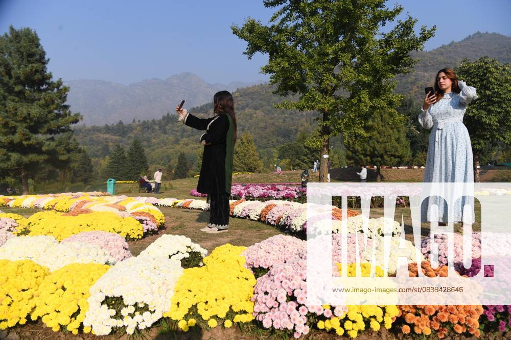 People take selfies inside the newly opened Chrysanthemum Garden at the Botanical Garden in Srinagar. The Chrysanthemum Garden in Srinagar, showcasing hundreds of blooming varieties, has begun drawing visitors and nature lovers amid the autumn season. The government-backed initiative aims to revive tourism in the Himalayan region following the deadly Pahalgam attack that claimed 26 lives. The vibrant display adds renewed charm to the city s landscape and highlights ongoing efforts to promote eco-tourism in Jammu and Kashmir. Srinagar India - ZUMAz120 20251027_zip_z120_021