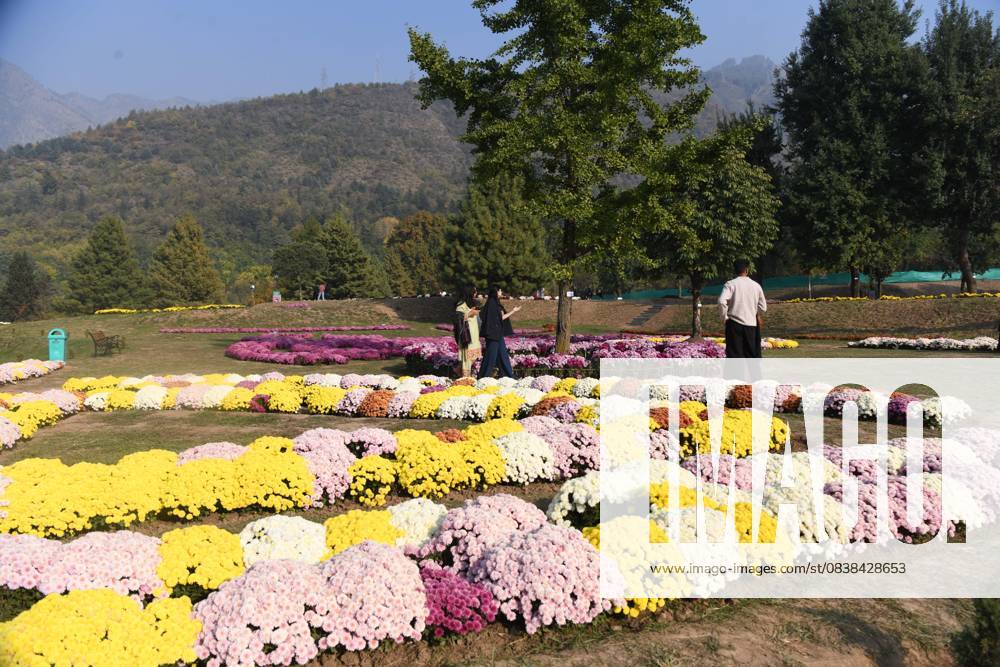 People stroll through the newly opened Chrysanthemum Garden at the Botanical Garden in Srinagar. The Chrysanthemum Garden in Srinagar, showcasing hundreds of blooming varieties, has begun drawing visitors and nature lovers amid the autumn season. The government-backed initiative aims to revive tourism in the Himalayan region following the deadly Pahalgam attack that claimed 26 lives. The vibrant display adds renewed charm to the city s landscape and highlights ongoing efforts to promote eco-tourism in Jammu and Kashmir. Srinagar India - ZUMAz120 20251027_zip_z120_023