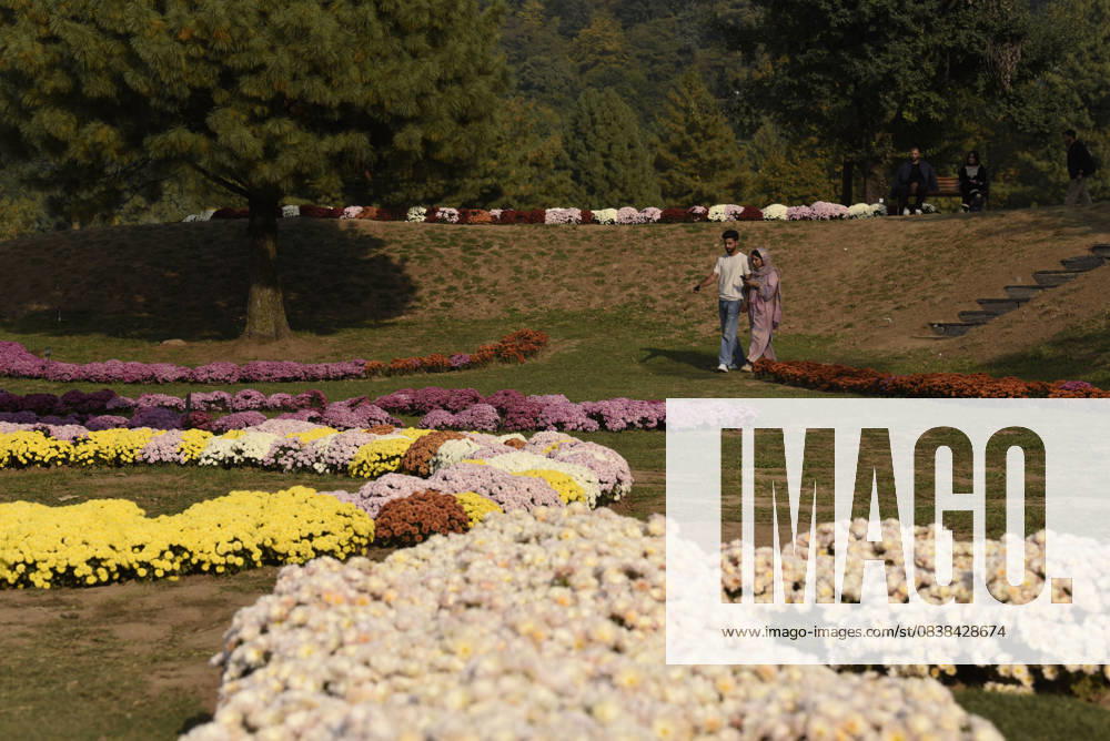 People stroll through the newly opened Chrysanthemum Garden at the Botanical Garden in Srinagar. The Chrysanthemum Garden in Srinagar, showcasing hundreds of blooming varieties, has begun drawing visitors and nature lovers amid the autumn season. The government-backed initiative aims to revive tourism in the Himalayan region following the deadly Pahalgam attack that claimed 26 lives. The vibrant display adds renewed charm to the city s landscape and highlights ongoing efforts to promote eco-tourism in Jammu and Kashmir. Srinagar India - ZUMAz120 20251027_zip_z120_024