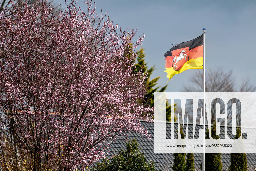 View of a so-called blood plum in full bloom in Liebenburg in the district of Goslar in Lower Saxony Behind it, a German flag with the coat of arms of Lower Saxony Liebenburg Lower Saxony Germany flies on a pole in front of a house