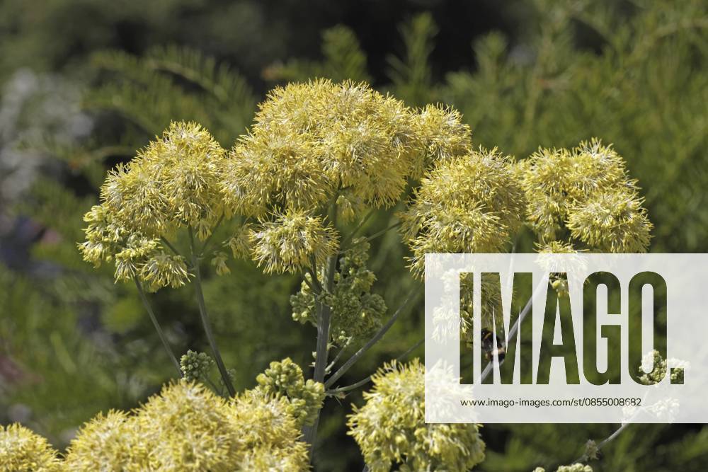 Thalictrum-Hybride, Gelbe Wiesenraute - Thalictrum-Hybrid, Meadow-rue, Yellow meadow-rue, Common meadow-rue Thalictrum hybrid, yellow meadow-rue, common meadow-rue, yellow meadow-rue, common meadow-rue