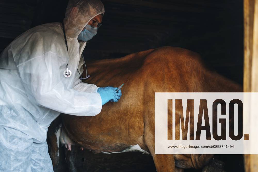 Tierarzt mit Schutzanzug und Maske injiziert Impfstoff an eine braune Kuh, die im Stall steht, und führt medizinische Verfahren zur Tiergesundheit durch Veterinarian wearing protective suit and mask injecting vaccine to brown cow standing in barn, performing medical procedure for livestock animal health