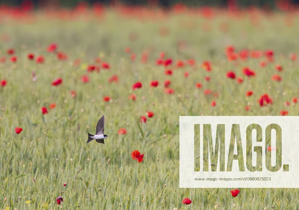 Mehlschwalbe (Delichon urbicum), fliegt während der Mohnblüte über Getreidefeld mit intensiv rot blühendem Mohn im Frühling, Hessen, Deutschland House Martin (Delichon urbicum), flying over a cereal field covered in bright red poppies in spring, during the poppy flowering season, Hesse, Germany