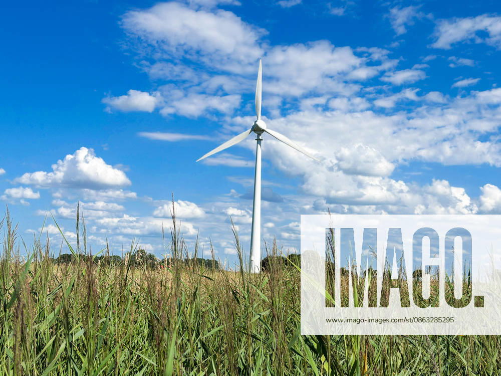 Wind turbine in a rural landscape with tall reeds under a blue sky and striking cumulus clouds; symbolic image representing wind energy, renewable energy, the energy transition, climate protection, electricity generation, sustainable energy supply, the environment, infrastructure, agriculture, nature, rural areas, summer, wide-angle, wide shot, w