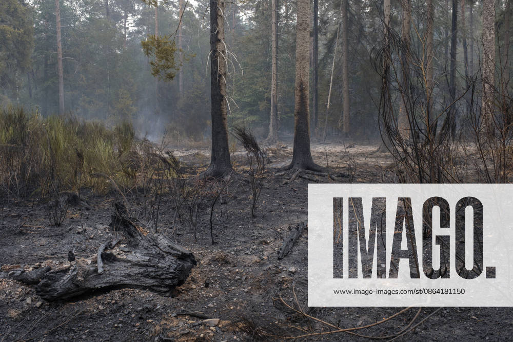 Pockets of embers on the forest floor in Huertgenwald, Hürtgenwald, in the district of Düren. Photo taken on August 15, 2026. The major fire in the municipality of Huertgenwald