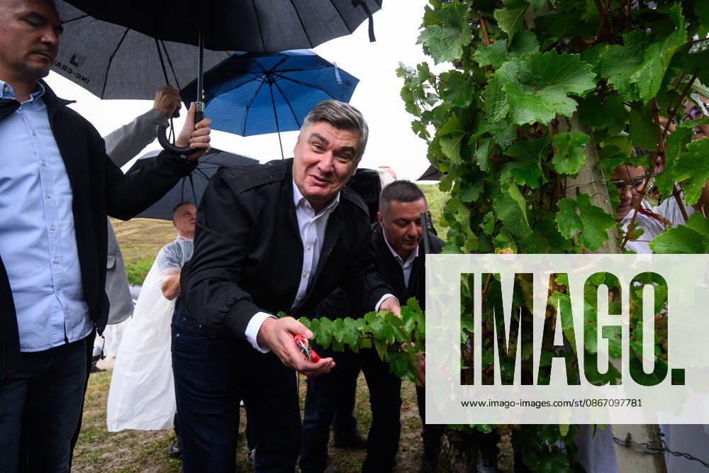 Croatia President at Traditional Diplomatic Grape Harvest Croatia President Zoran Milanovic harvests grapes during an Diplomatic Grape Harvest? on Plesivica near Jastrebarsko, Croatia on September 17, 2026. This years Diplomatic Grape Harvest? in Jaska was held in the Jagunic Winery vineyard. DavorxPuklavec PIXSELL