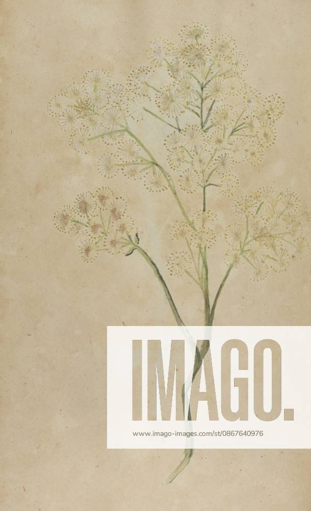 Drawing depicting Thalictrum flavum, from the Stephenson Clarke Albums; Dutch garden flowers Vol.2 by Beissner collection, dated 1680. A delicate botanical illustration showing a slender green stem branching into a few thin green stalks topped with several airy, round clusters of tiny pale yellow and light brown flowerlets on a beige, slightly textured background. Watercolour on handmade paper, bound. English vernacular name: yellow meadow rue. Copyright Penta Springs HCR260921_00944